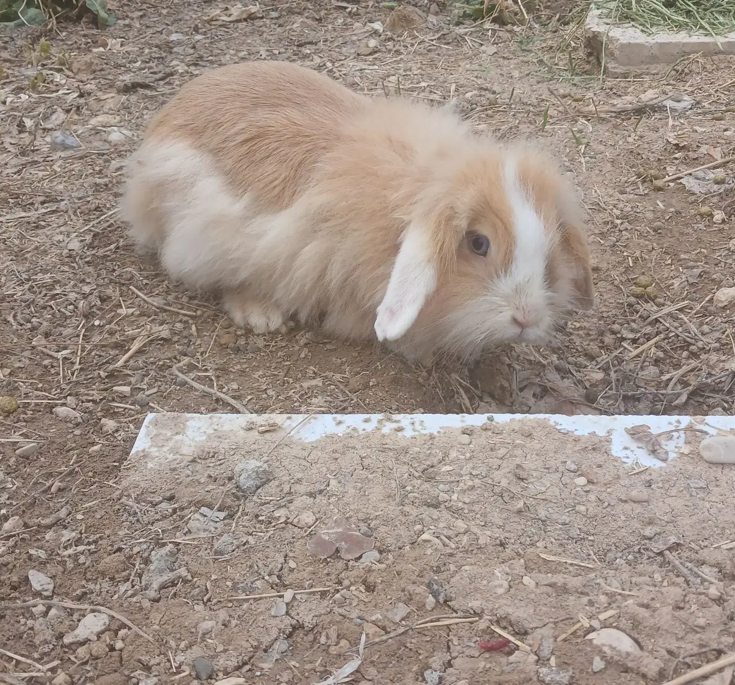 خرگوش لوپ|موش و خرگوش|چناران, |دیوار