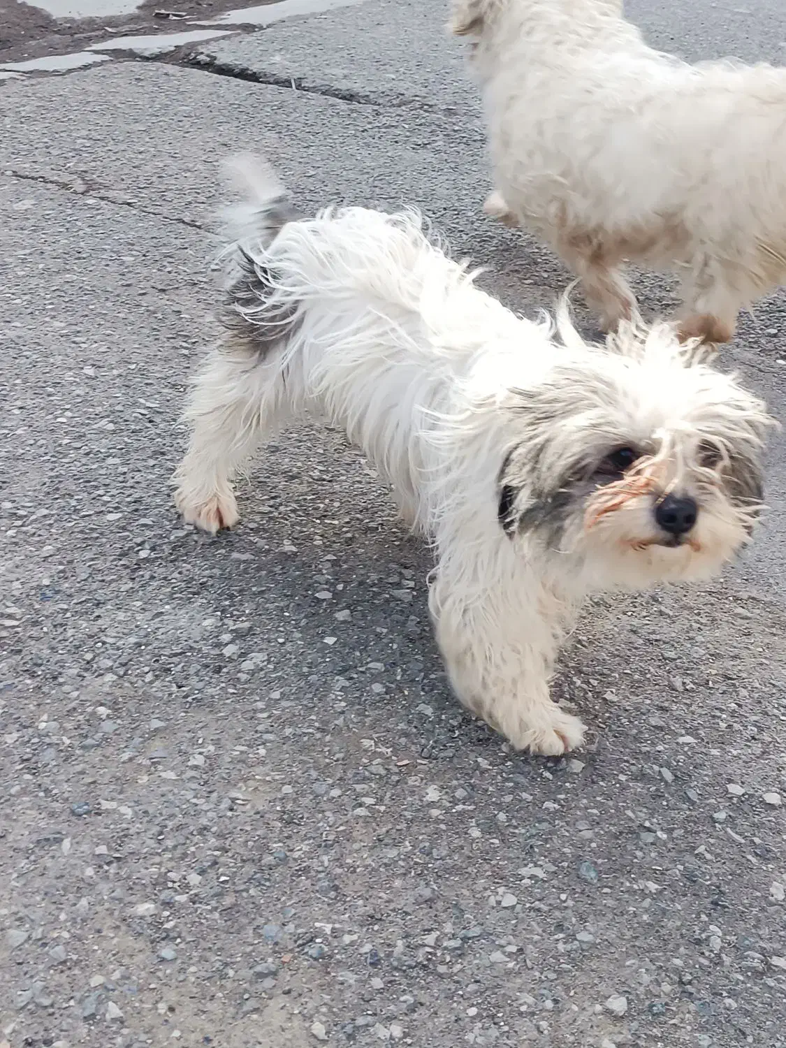 واگذاری شیتزو|سگ|سبزوار, شرق کال عیدگاه|دیوار