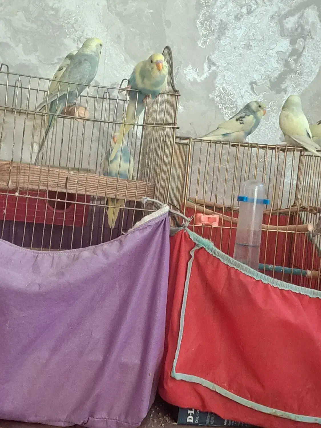 مرغ عشق|پرنده|تهران, امیریه|دیوار