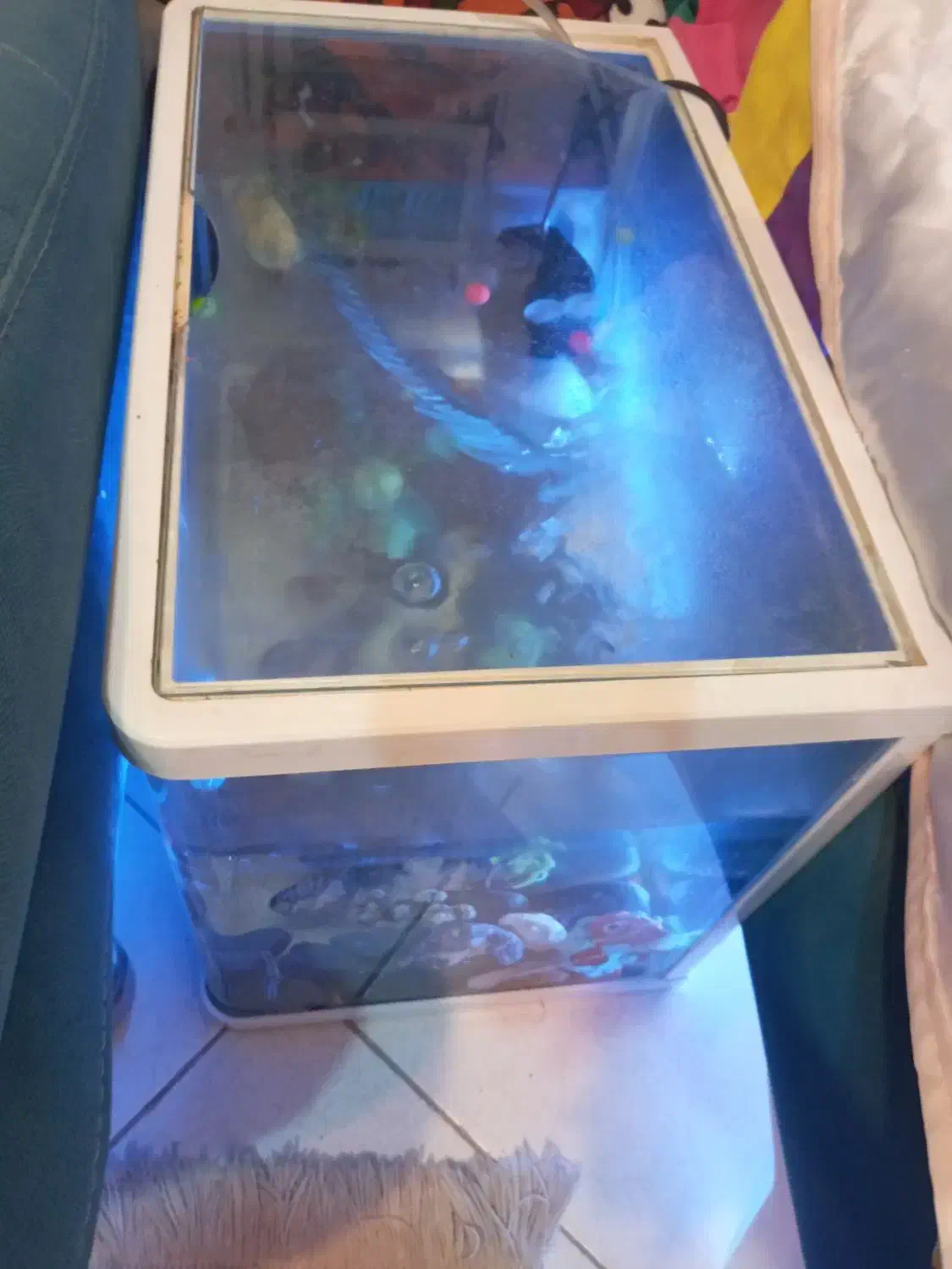 اکواریوم شیشه خم باتجهیزات|ماهی|تهران, جیحون|دیوار