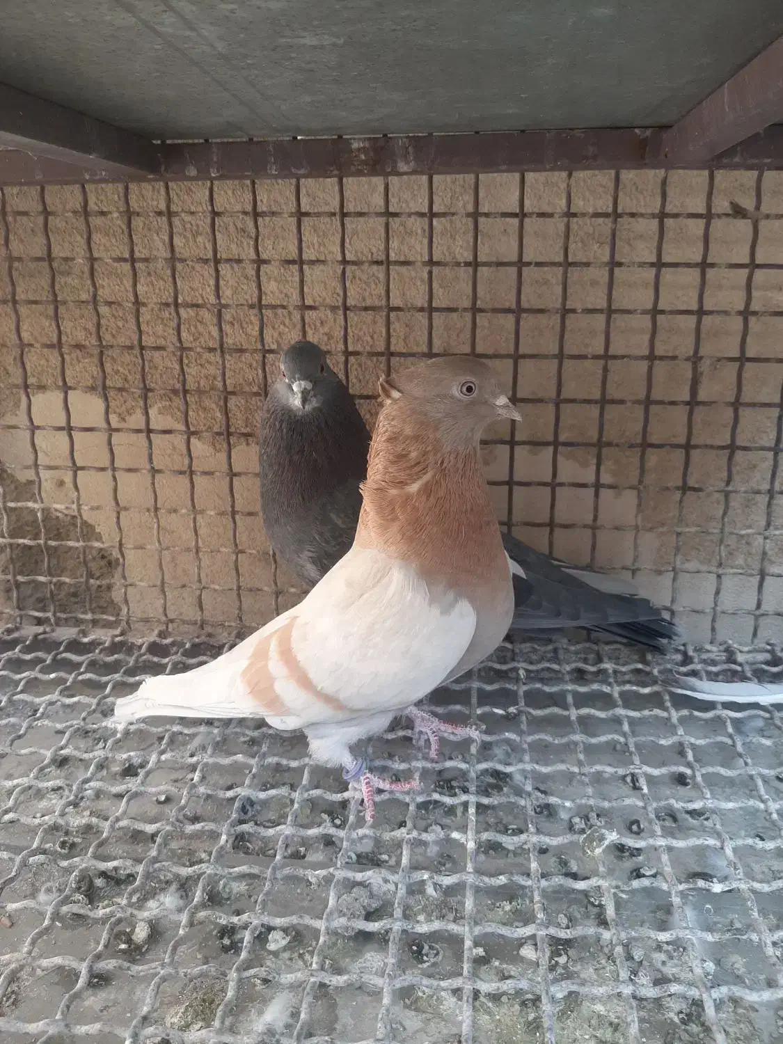 کفترجنس|پرنده|جوادآباد, |دیوار