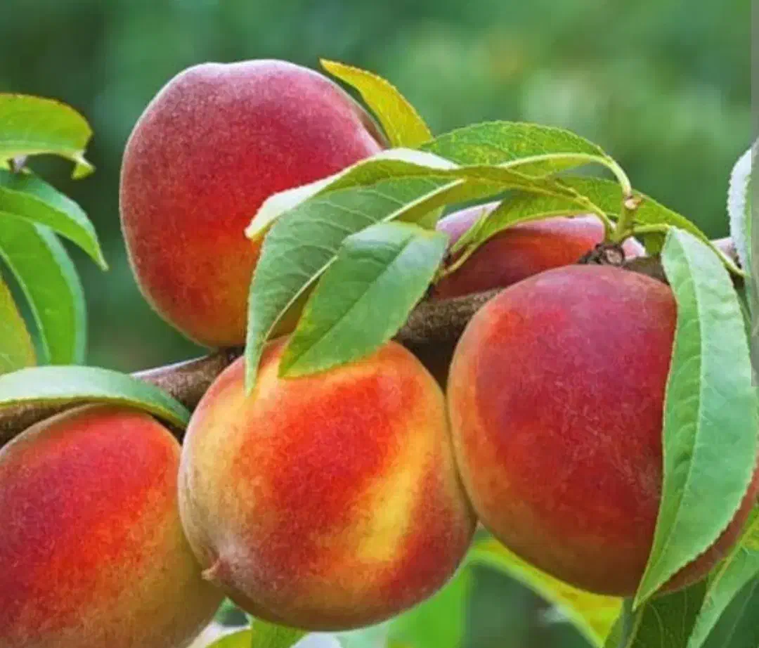 نهالستان ایران سبزنهال|گل و گیاه طبیعی|میاندوآب, |دیوار