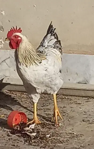 خروس جوان صددرصد ارگانیک و درجه یک|حیوانات مزرعه|شاهرود, |دیوار