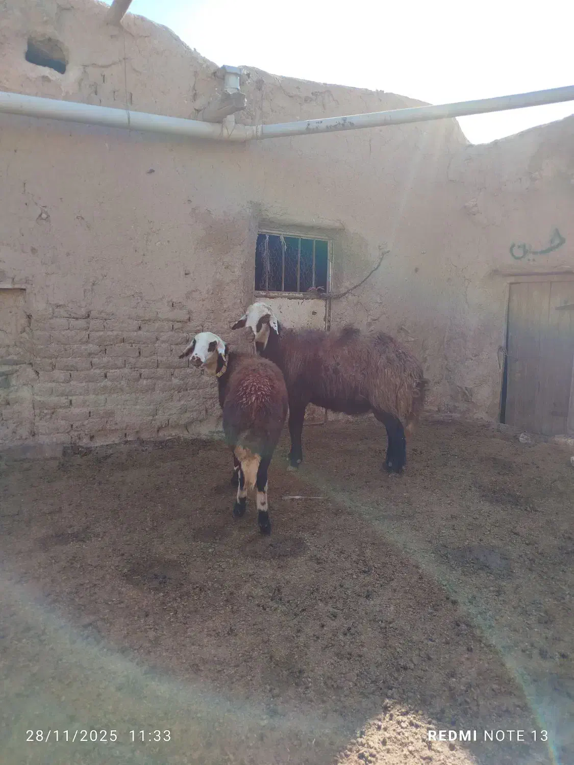 قوچ پلنگی بروجردی اصل|حیوانات مزرعه|سرولایت, |دیوار