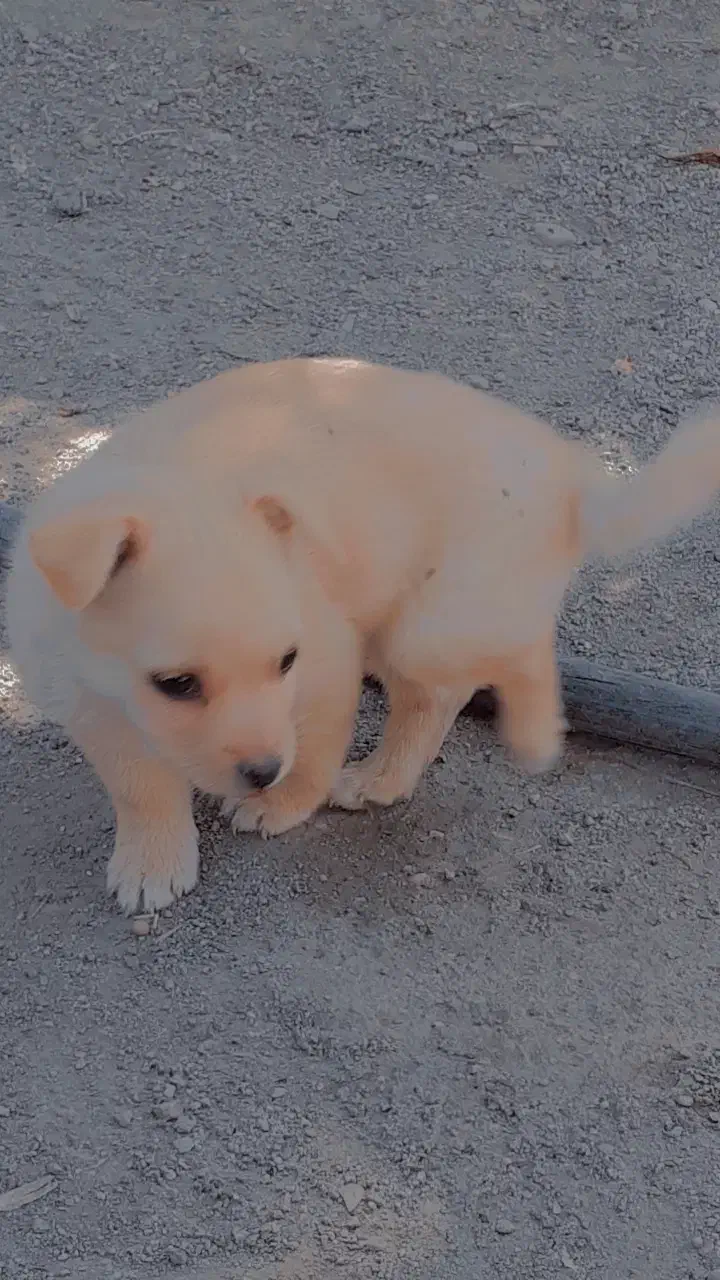 سگ پاکوتاه 2ماهه|سگ|جیرفت, |دیوار