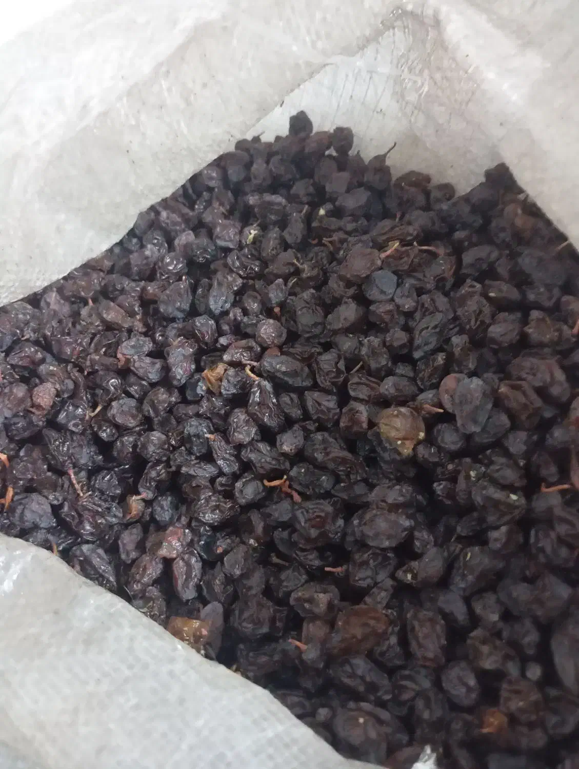 مویزمحلی شیراز کلیوی 150000|عمدهفروشی|امیدیه, |دیوار