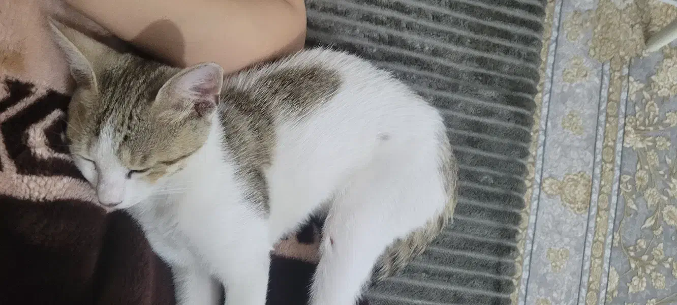 گربه خانگی گمشده|حیوانات|اندیمشک, |دیوار