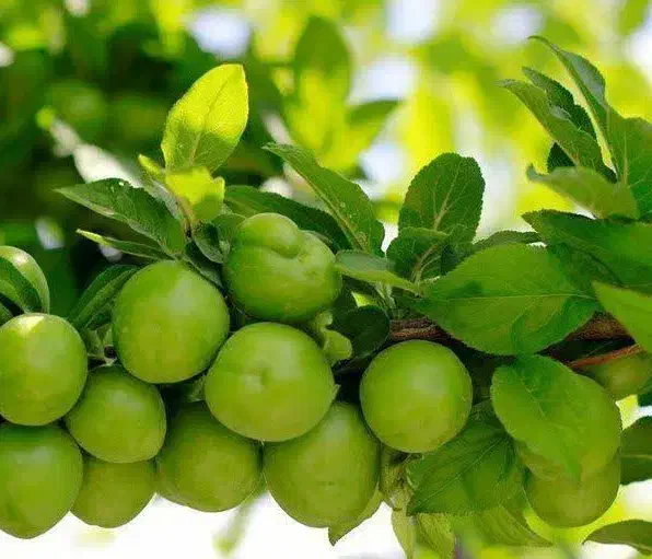 تولید نهال گوجه سبز نخجوان|خدمات باغبانی و درختکاری|قصابه, |دیوار