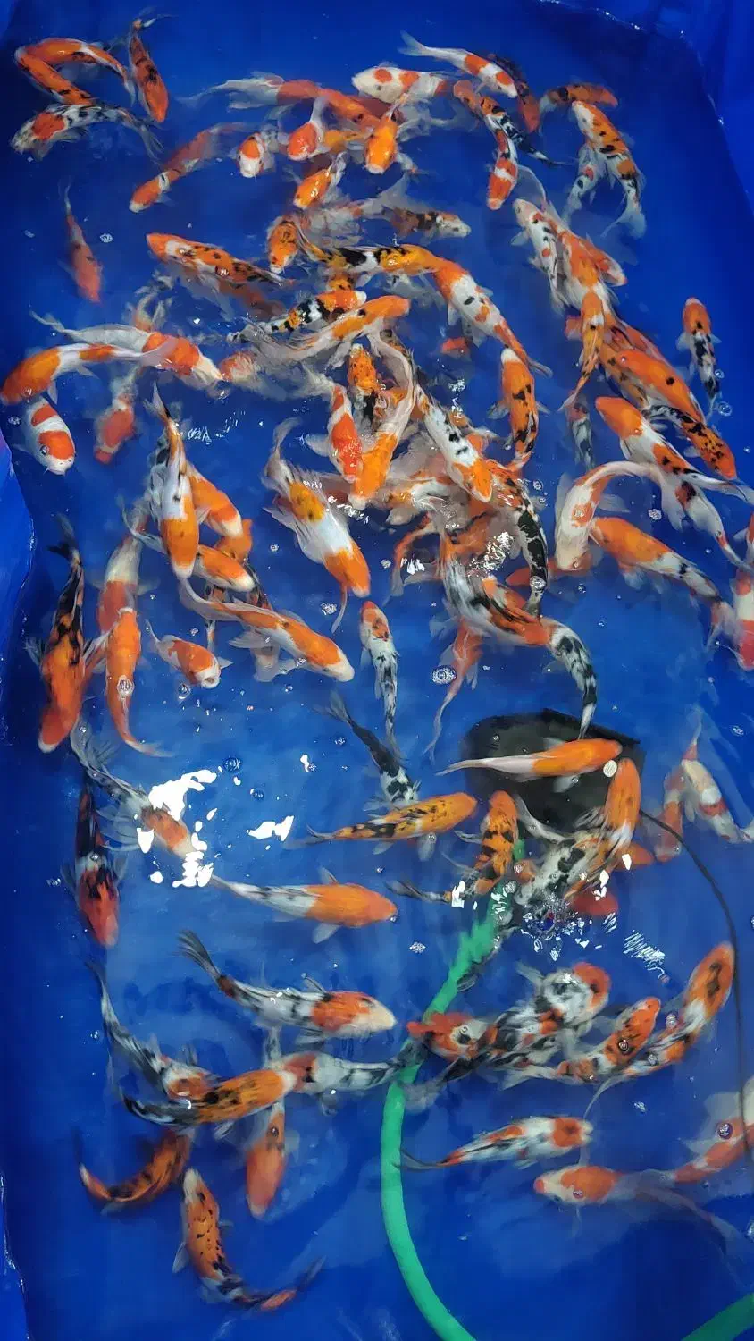 مجموعه کامل تکثیر پرورش و فروش ماهی کوی|ماهی|کرمان, |دیوار