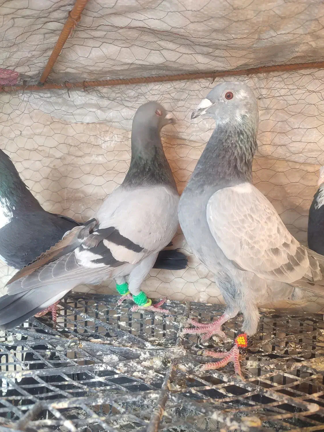 کفتر|پرنده|سده (خراسان جنوبی), |دیوار