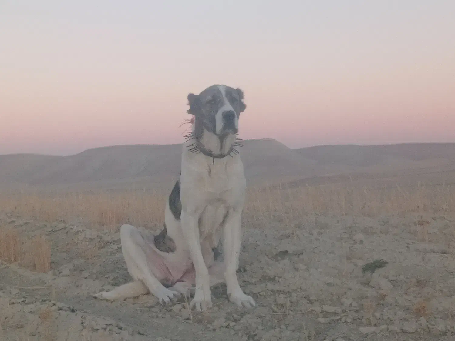 سگ ماده دو ساله|سگ|همدان, |دیوار