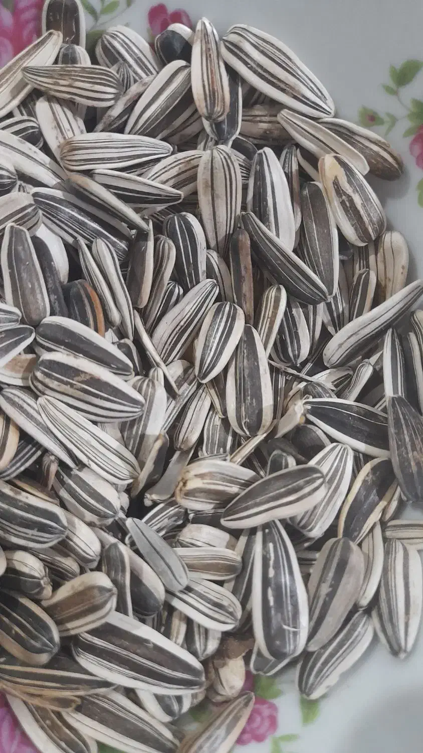 تخمه خام درشت وتازه|خوردنی و آشامیدنی|ماهنشان, |دیوار