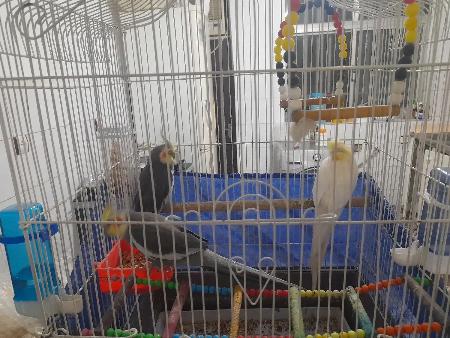 عروس هلندی جفت بهمراه قفس|پرنده|رشت, ترمینال|دیوار