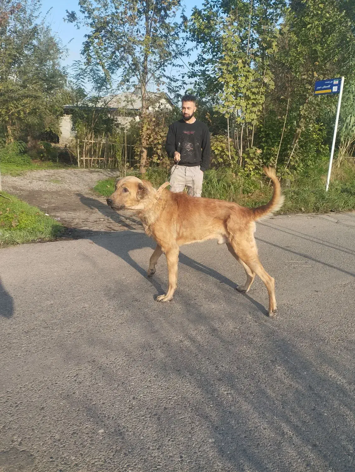 واگذاری سگ سرابی قد90|سگ|رشت, حومه رشت|دیوار