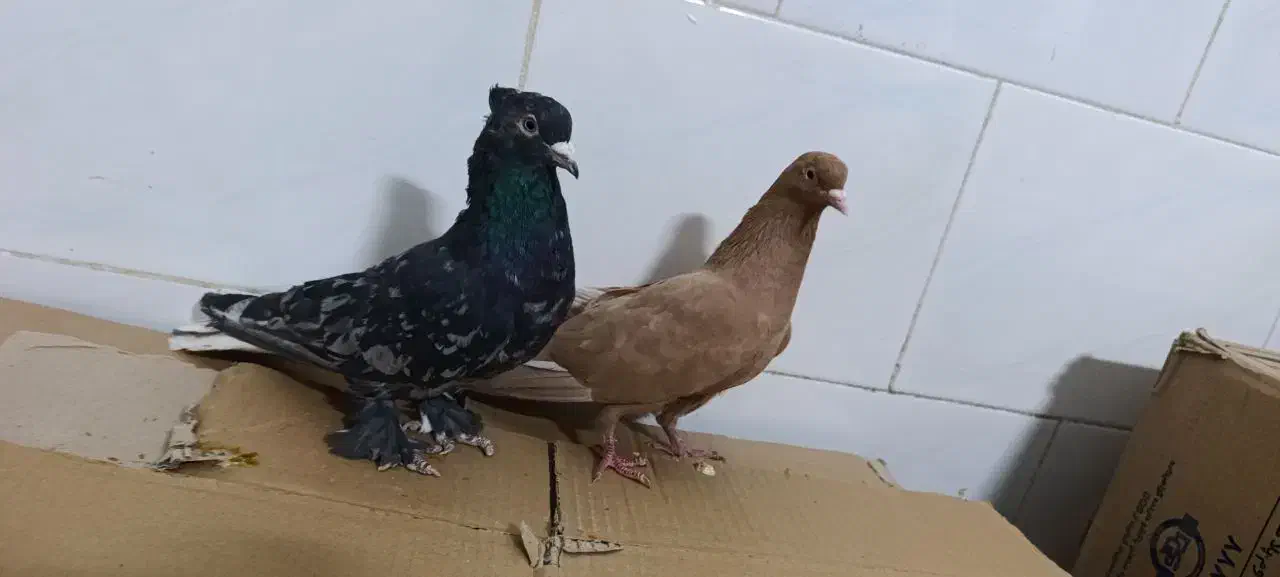 ۲۶عدد دم سفید کاکولی|پرنده|تربتحیدریه, کاشانی|دیوار