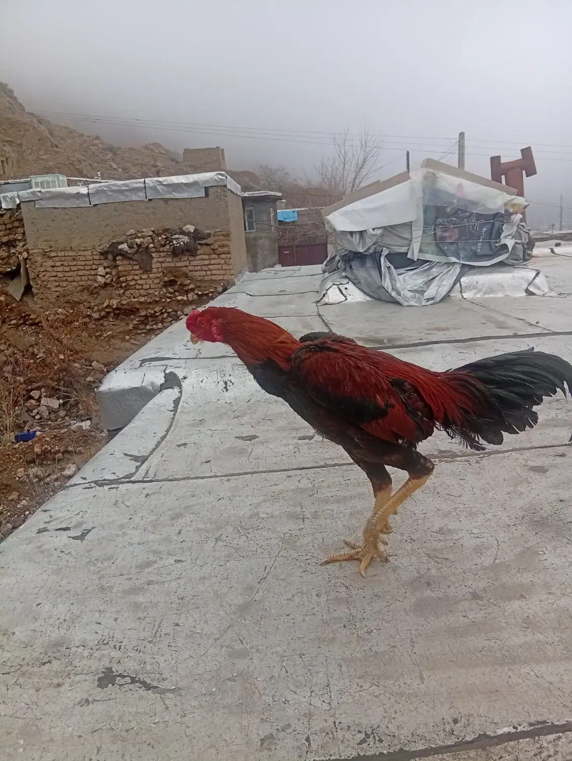 خروس لاری|حیوانات مزرعه|ماکو, |دیوار