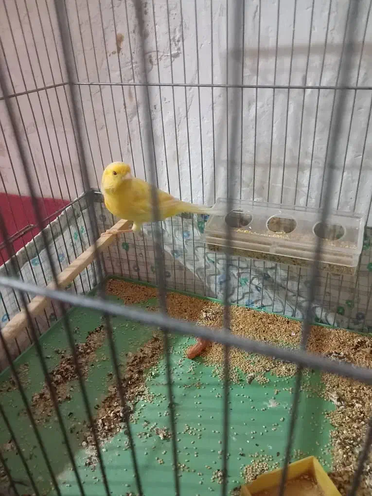 قناری|پرنده|یزد, |دیوار