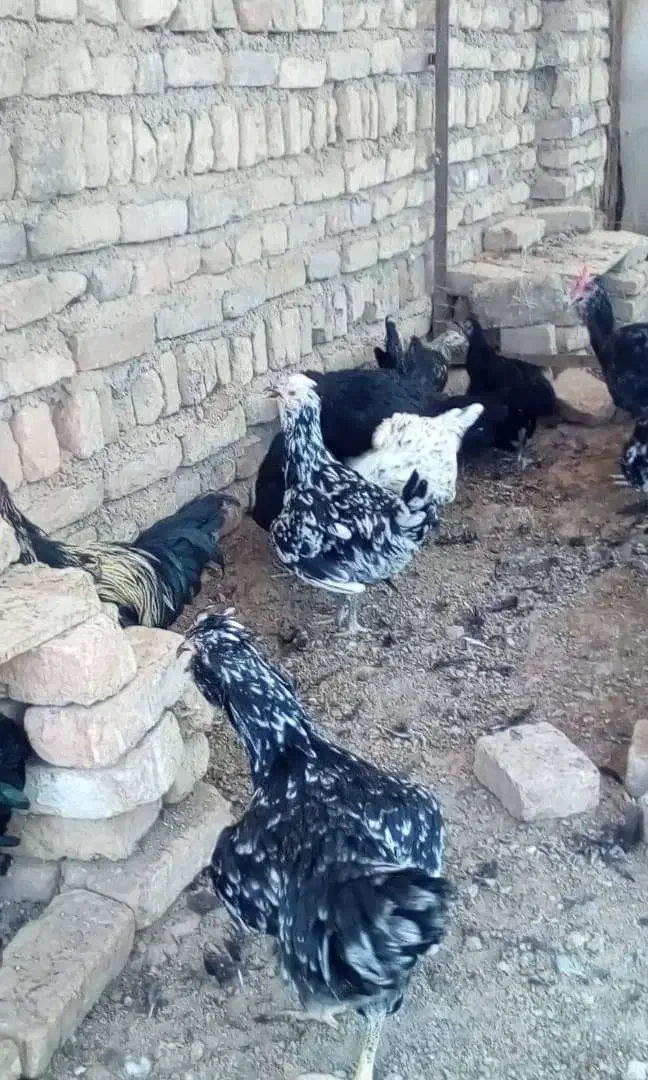 استرالوپ گلین ،سمانی سوماترا یوکاهاما بلک ،قوغاز|حیوانات مزرعه|تهران, مشیریه|دیوار