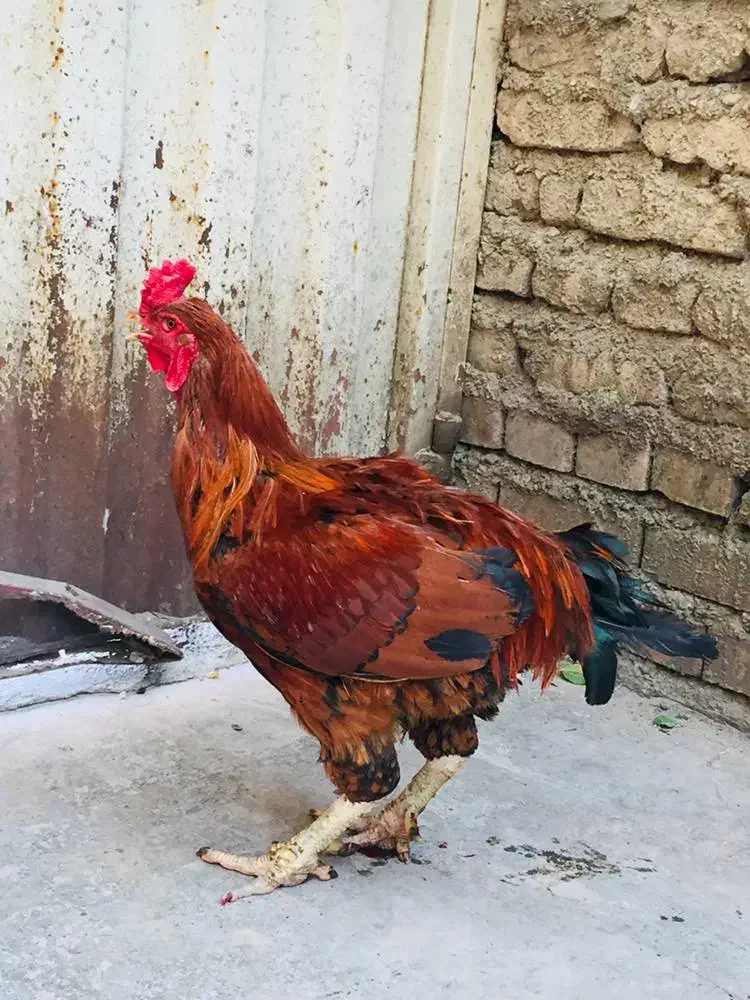 دو عدد خروس|حیوانات مزرعه|مینودشت, |دیوار