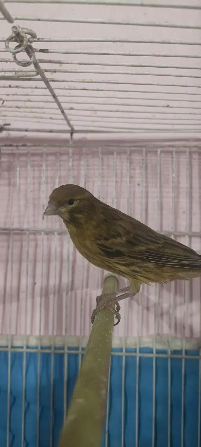 قناری|پرنده|شیراز, گل سرخ|دیوار