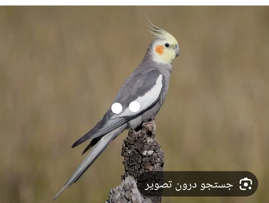 پرنده پیدا شده|پرنده|مشهد, امیریه|دیوار