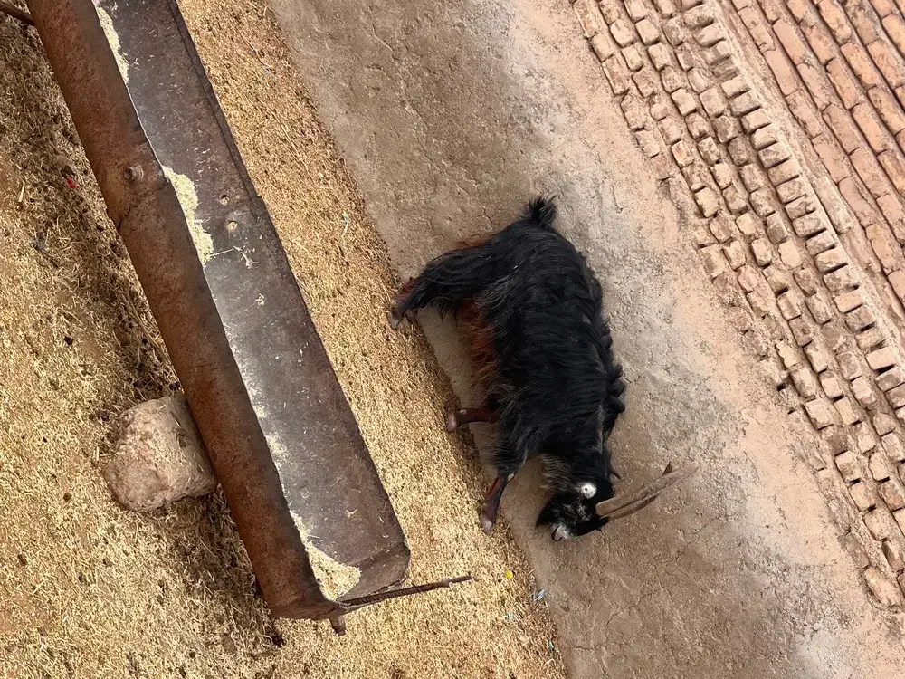 نربز چاق|حیوانات مزرعه|پیشوا, |دیوار