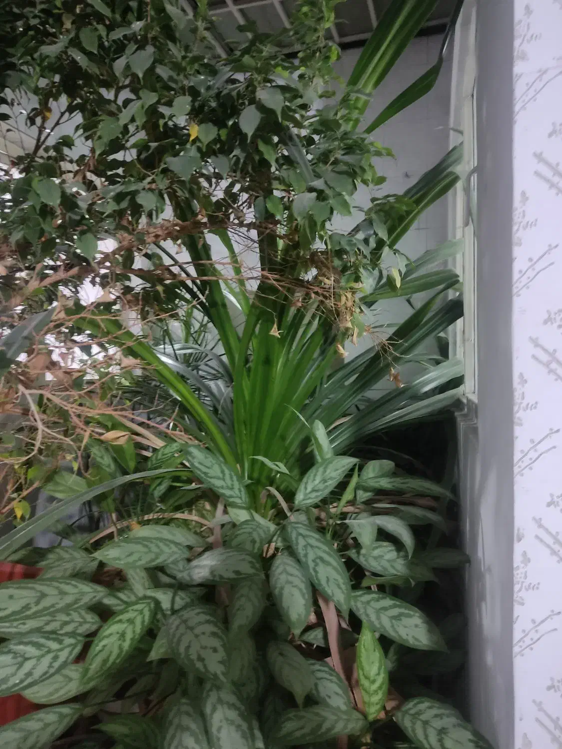 گل آپارتمانی|گل و گیاه طبیعی|قزوین, |دیوار