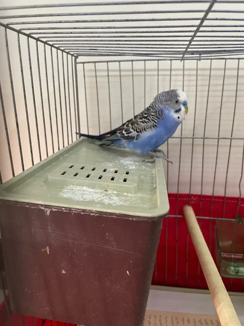 مرغ عشق جفت با جوجه ۸ماهه رام|پرنده|پردیس, فاز ۱|دیوار