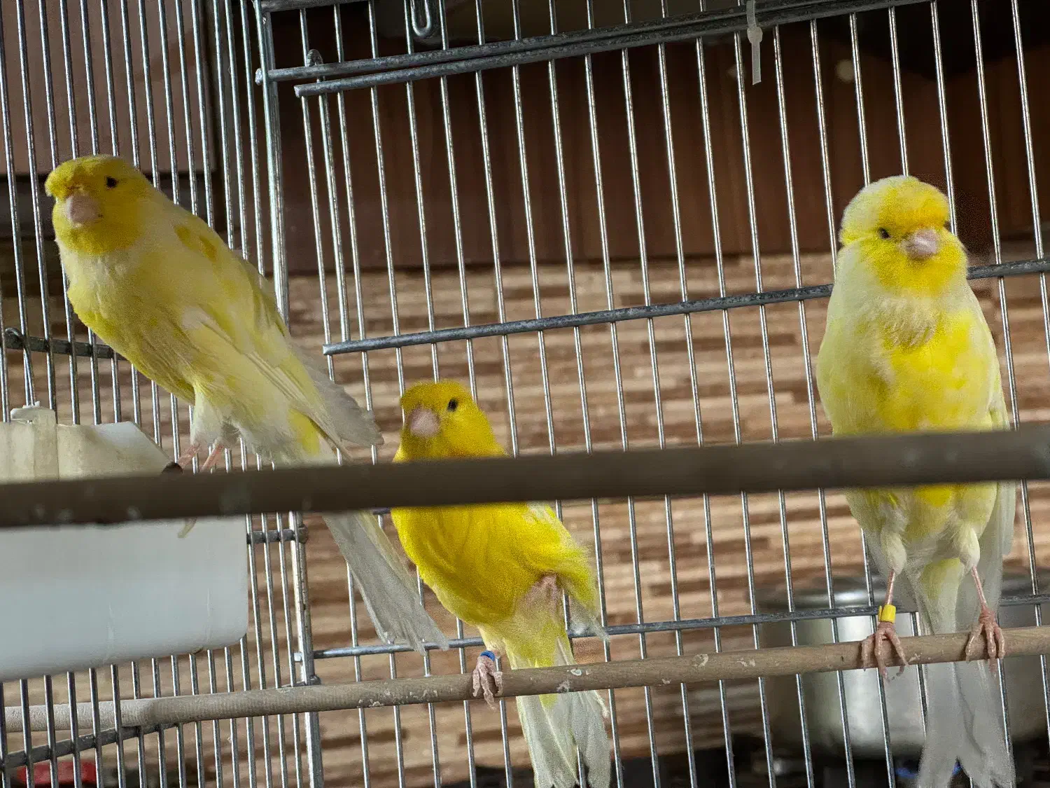 قناری|پرنده|تهران, تاکسیرانی|دیوار