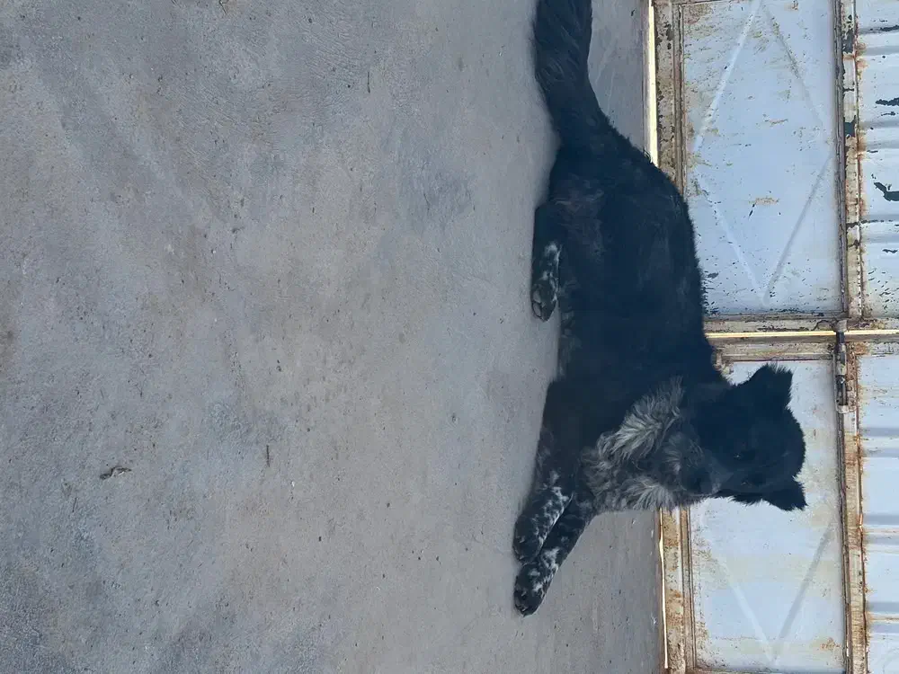 توله لاس|سگ|مبارکه, |دیوار