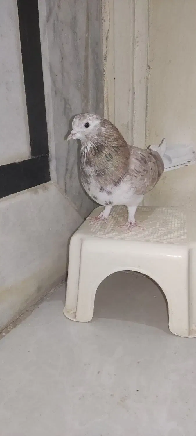 کبوتر سرور|پرنده|زابل, |دیوار