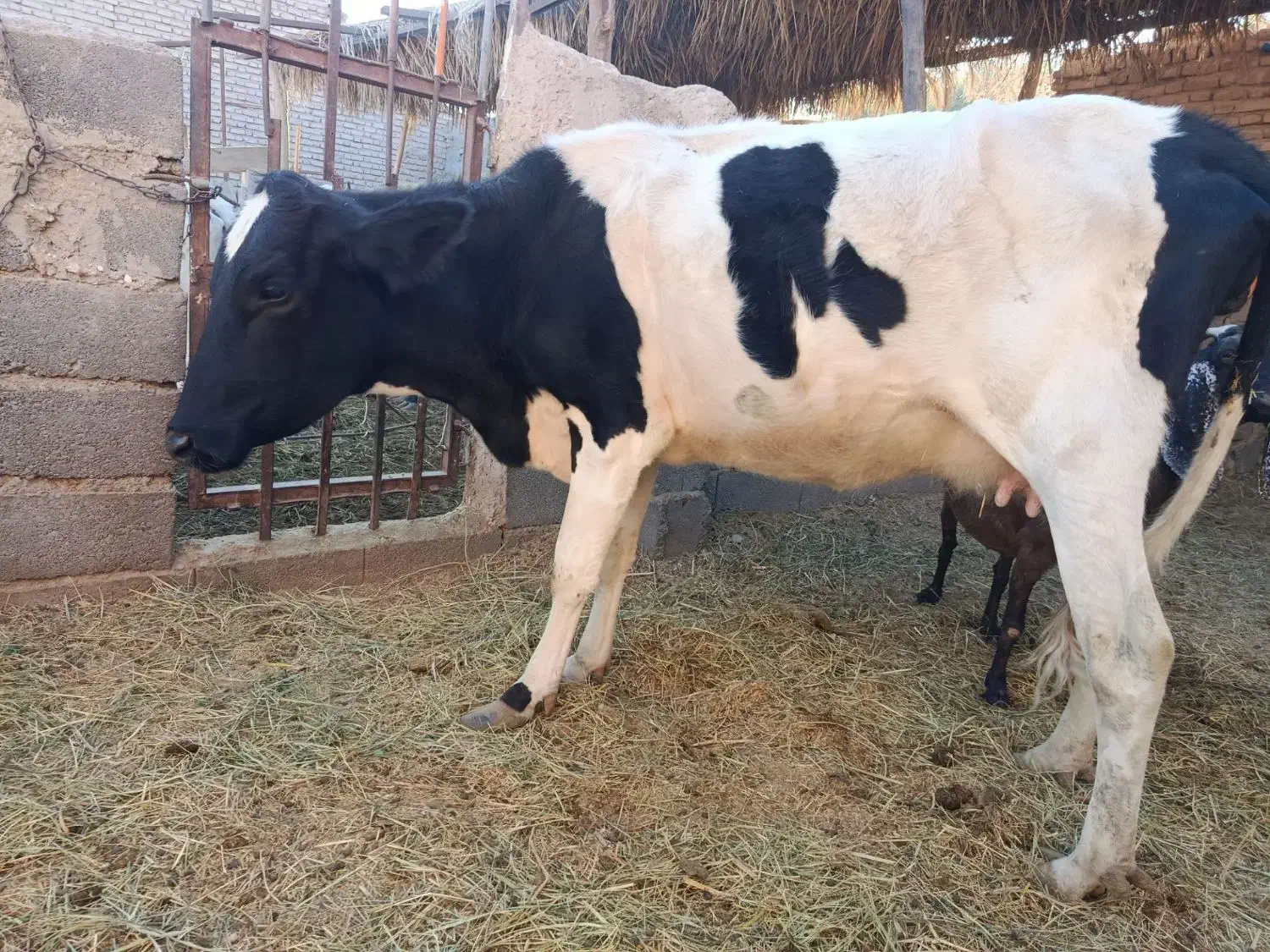 گاو و گوساله شهداد|حیوانات مزرعه|کرمان, |دیوار