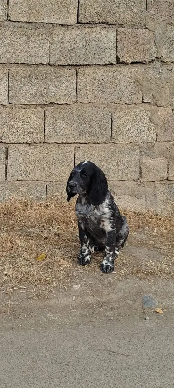 سگ گمشده|سگ|املش, |دیوار