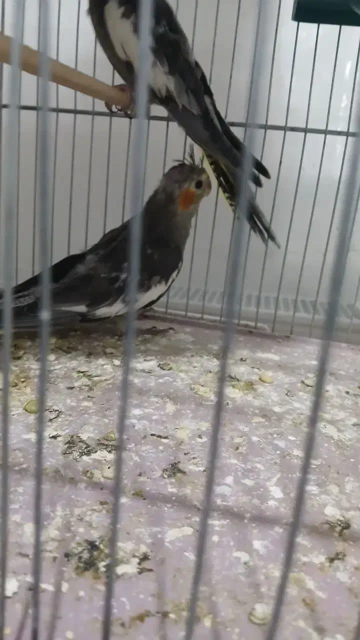 جفت عروس ۸۰۰|پرنده|شاهرود, |دیوار