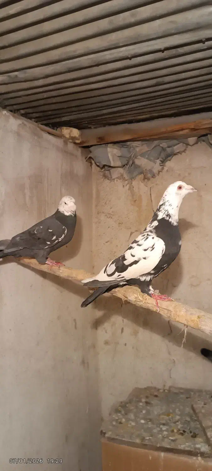 یک جفت کفتر پلاکی|پرنده|شیراز, بازار|دیوار