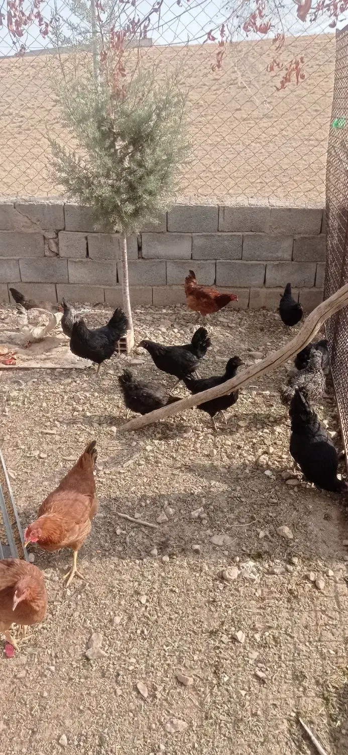 مرغ|حیوانات مزرعه|صوفیان, |دیوار