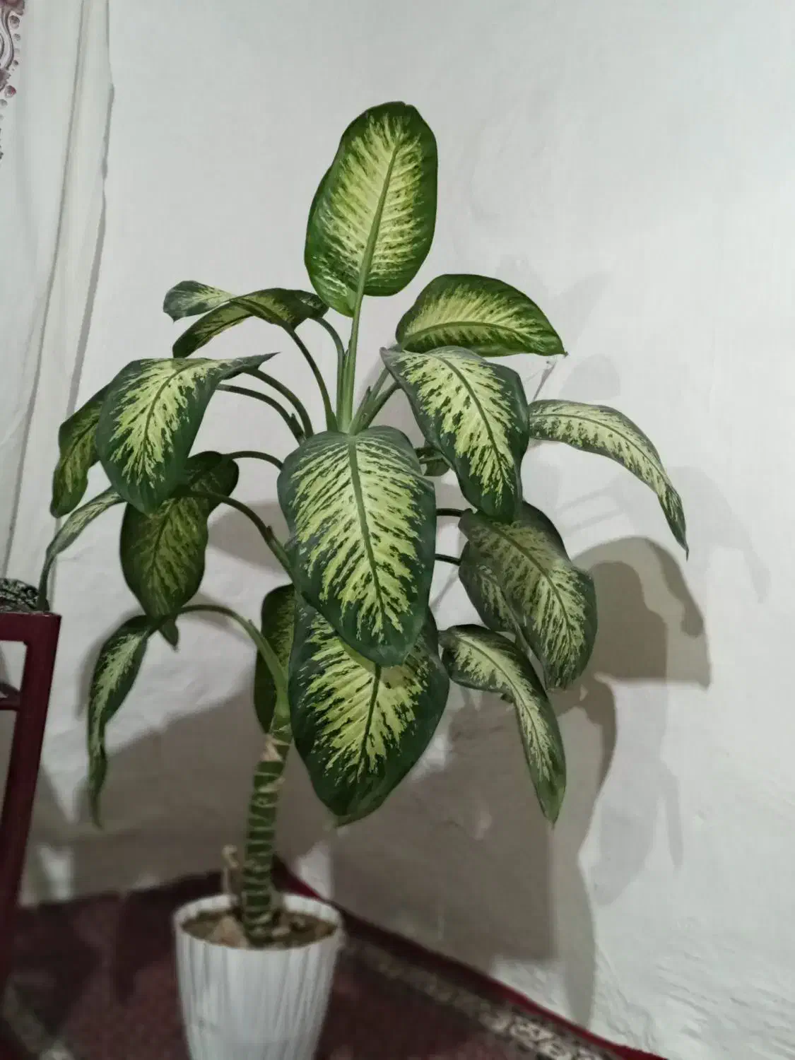 گل دیفن باخیا|گل و گیاه طبیعی|انگوران, |دیوار