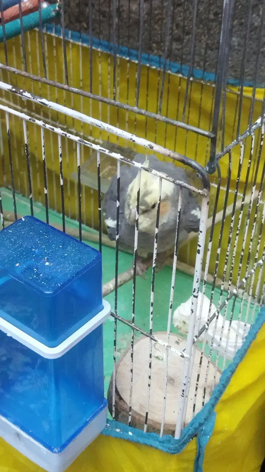 عروس هلندی|پرنده|قره ضیاالدین, |دیوار