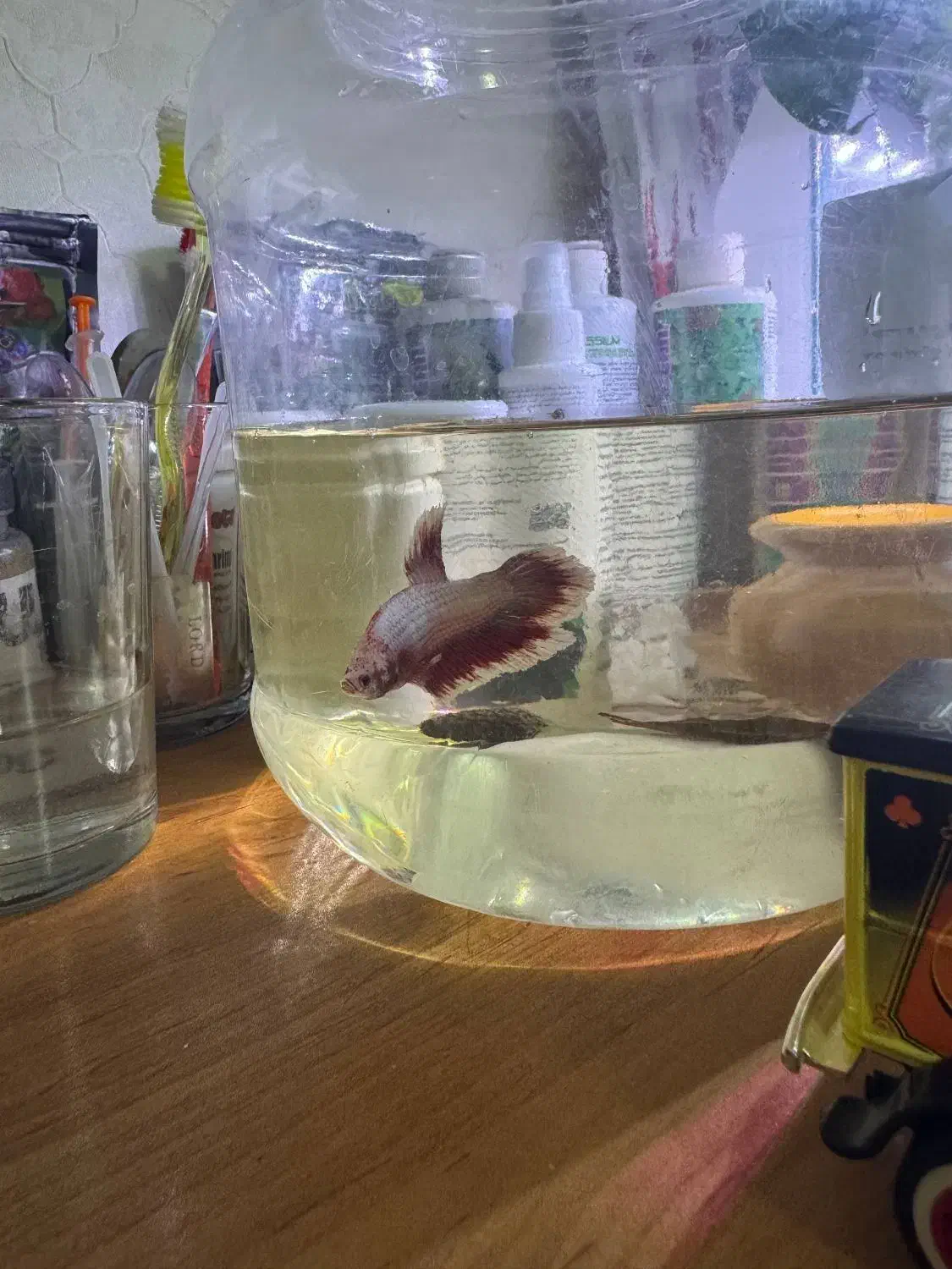 فایتر پلاکت نر رد باترفلای|ماهی|ارومیه, |دیوار