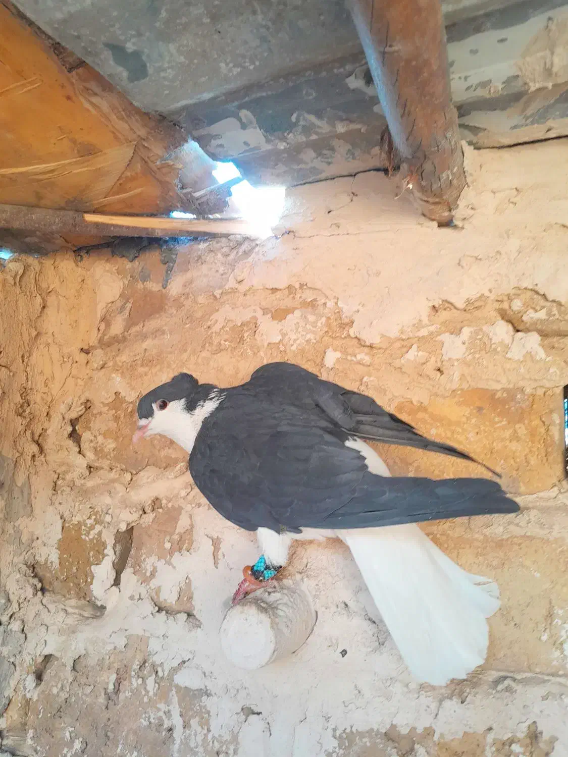 حیون پرشی|پرنده|تربت‌حیدریه, داروپخش|دیوار