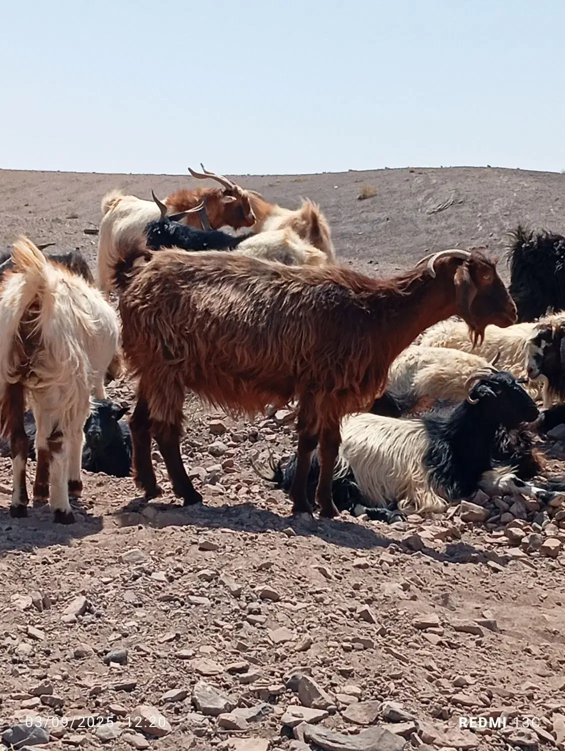 گوسفند معاوضه با موتور هندا|حیوانات مزرعه|بیرجند, |دیوار