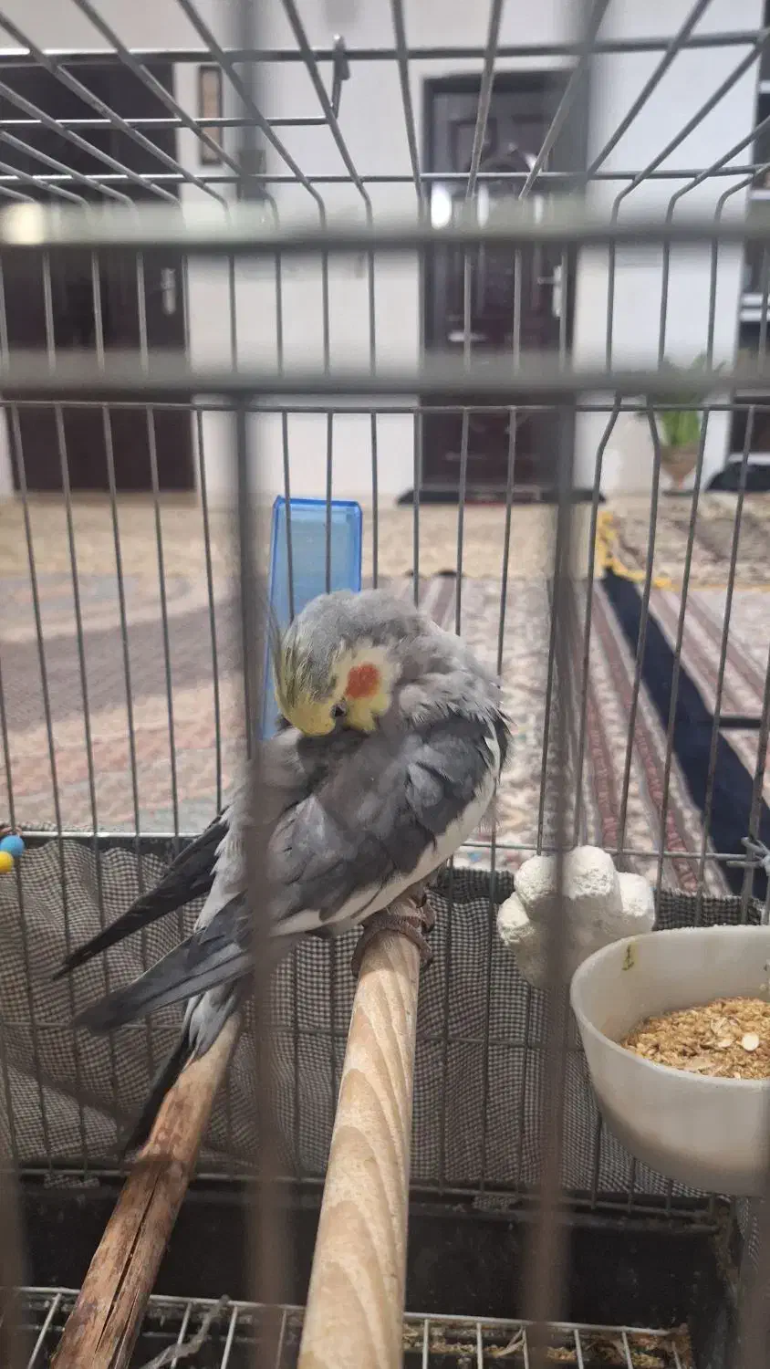 عروس هلندی نر سخنگو|پرنده|هرسین, |دیوار