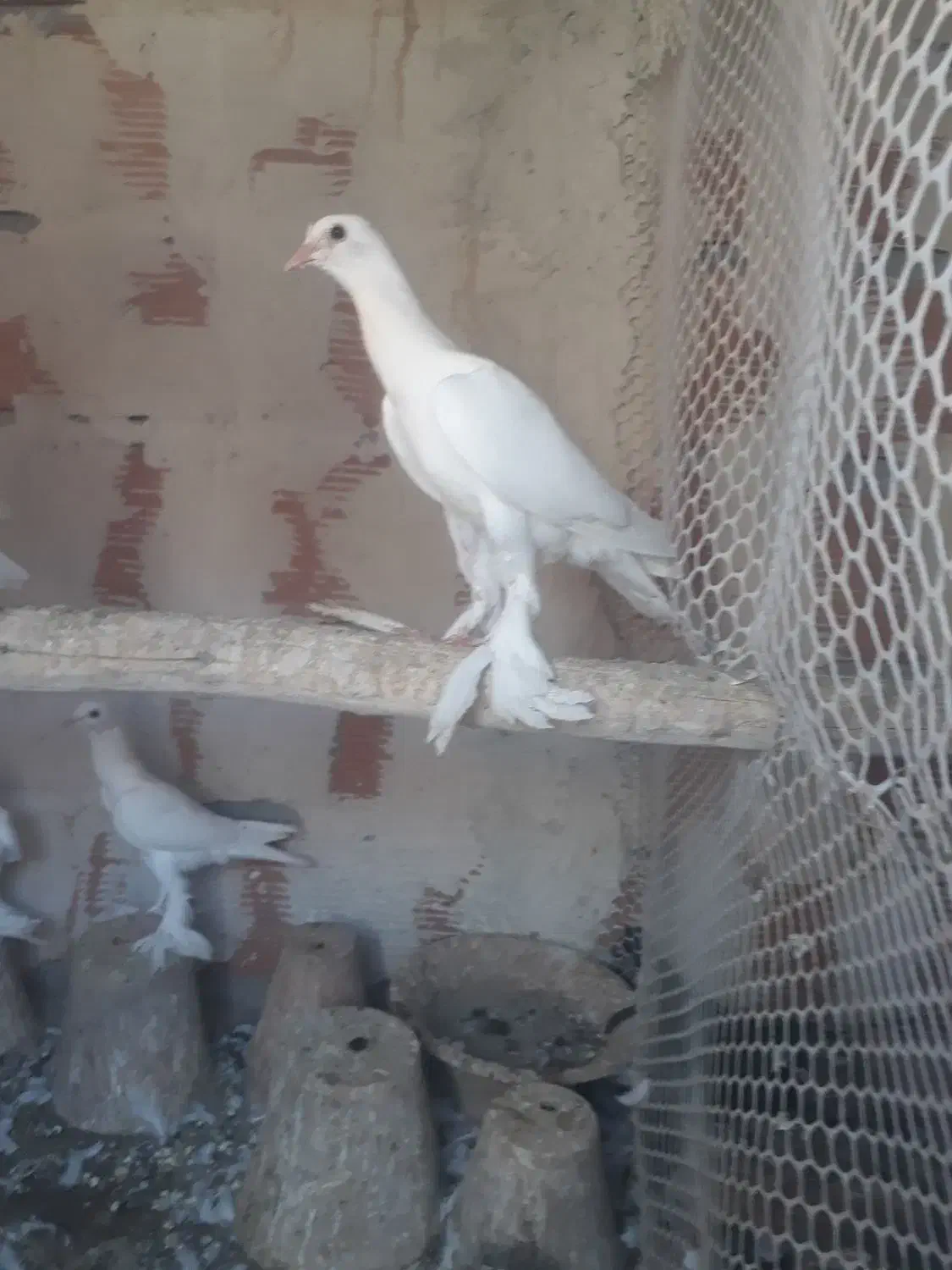 اوجا پاچا لوتی کبوتر|پرنده|تبریز, |دیوار