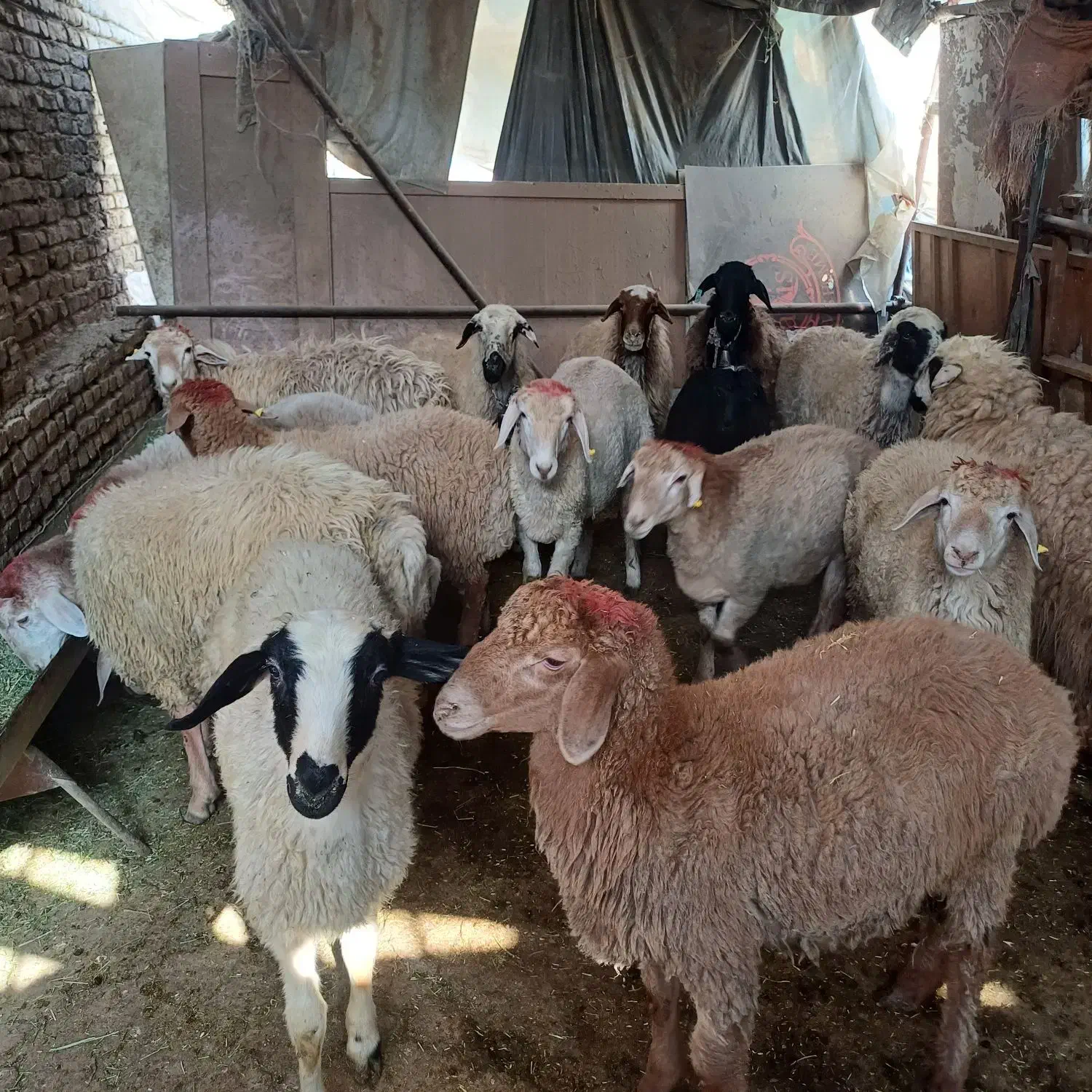 گوسفند زنده|حیوانات مزرعه|تهران, آسمان|دیوار