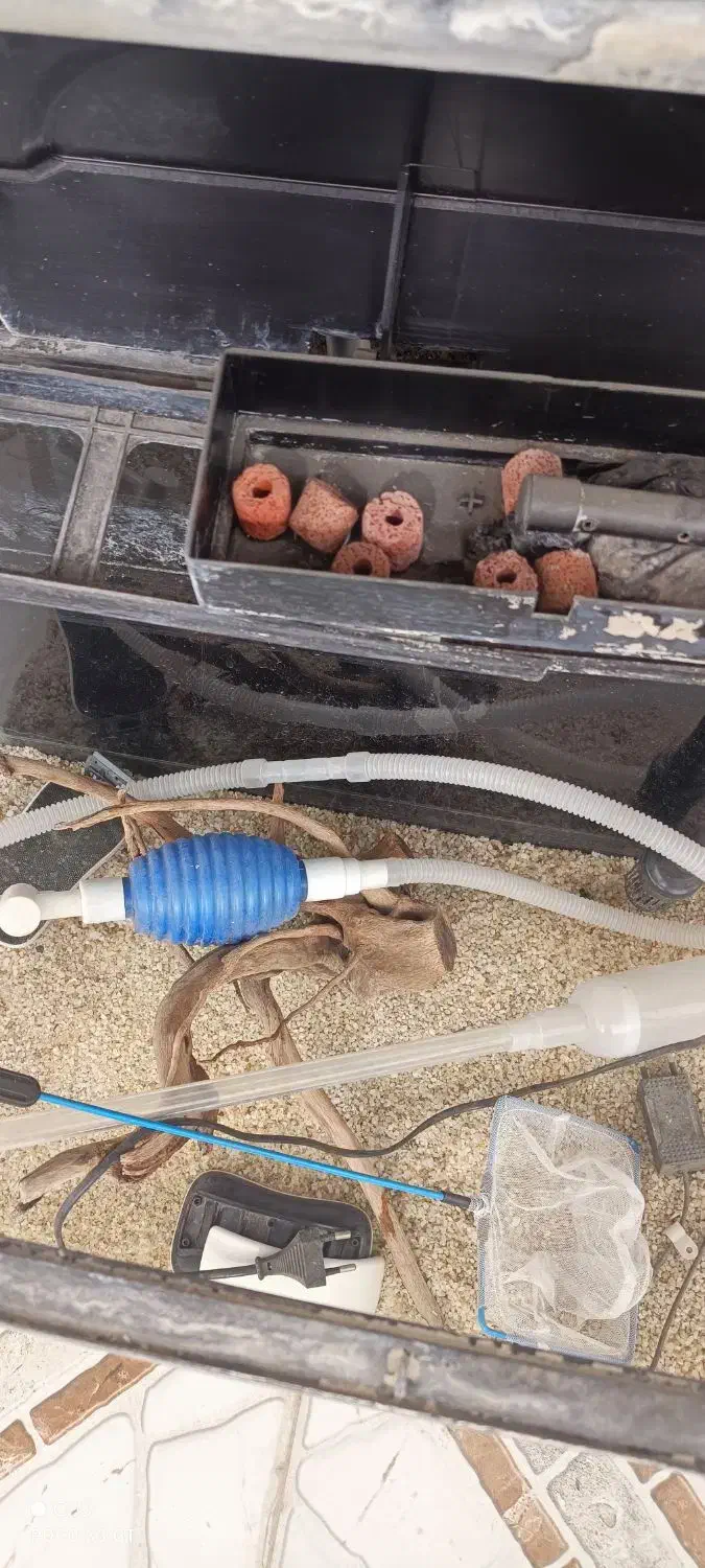 آکواریوم|ماهی|نقده, |دیوار