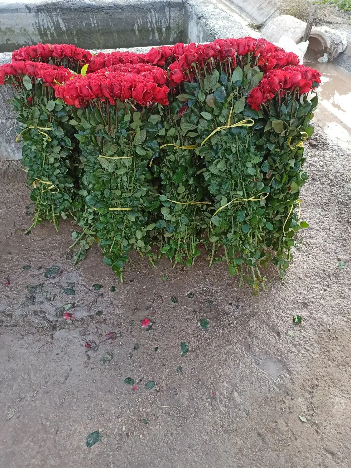 تخفیف ویژه داودی|گل و گیاه طبیعی|قائمشهر, |دیوار