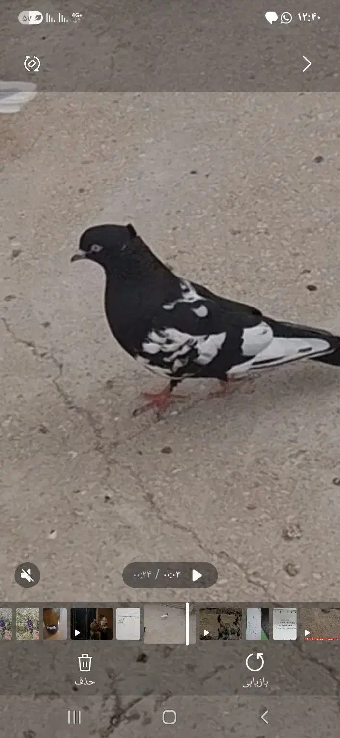 گمشده سینه سیاه عکس نمایشی|پرنده|برازجان, |دیوار