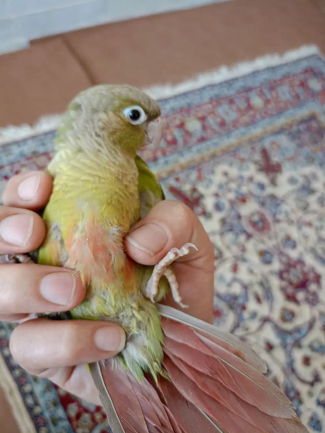 گرینچیک اناناسی|پرنده|میبد, |دیوار