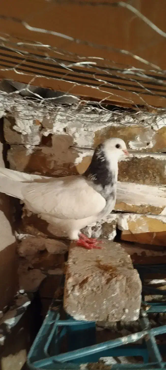 کبوتر ۳ عدد طوقی سبز طوقی الماسی|پرنده|گنبد کاووس, |دیوار