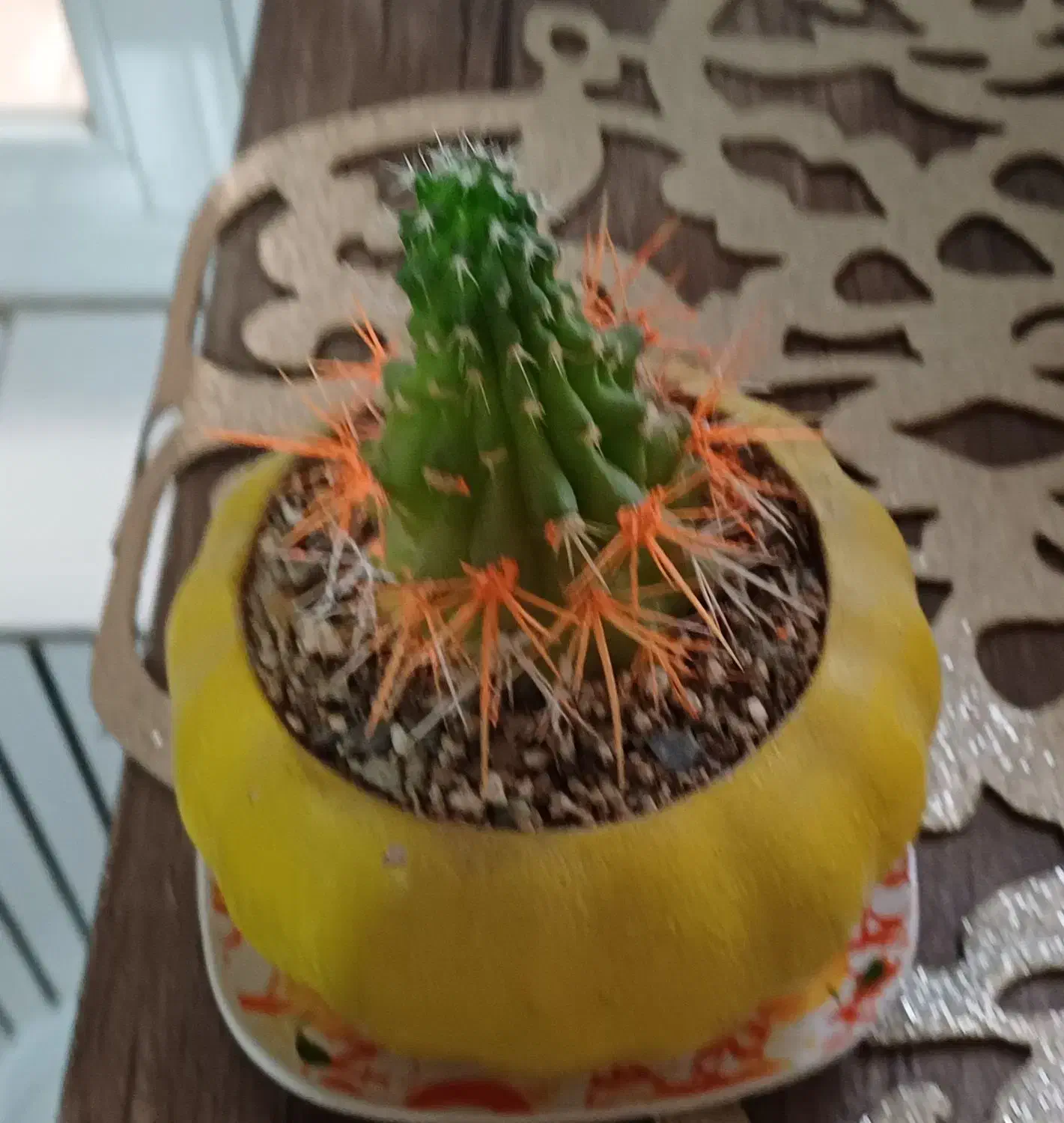 گل کاکتوس سالم|گل و گیاه طبیعی|خمینی‌شهر, |دیوار